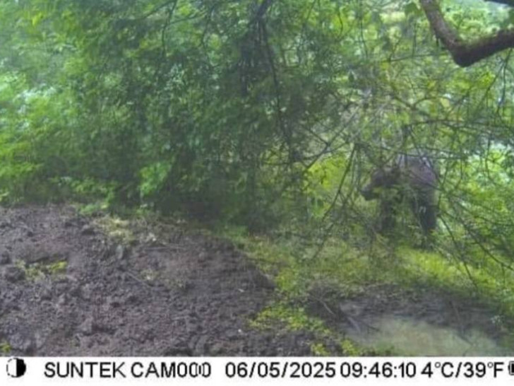Banjalučani, oprez: Medvjed prošetao Banj brdom u jutarnjim časovima FOTO