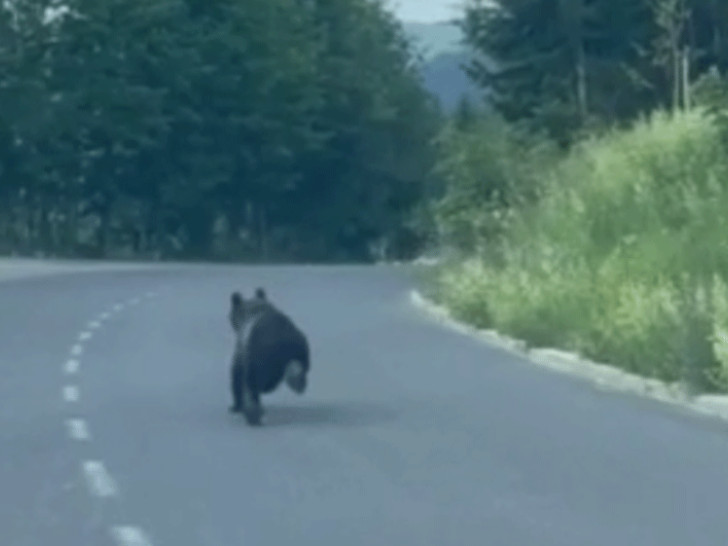 Zanimljiv susret na Bjelašnici: Medo trčao saobraćajnicom