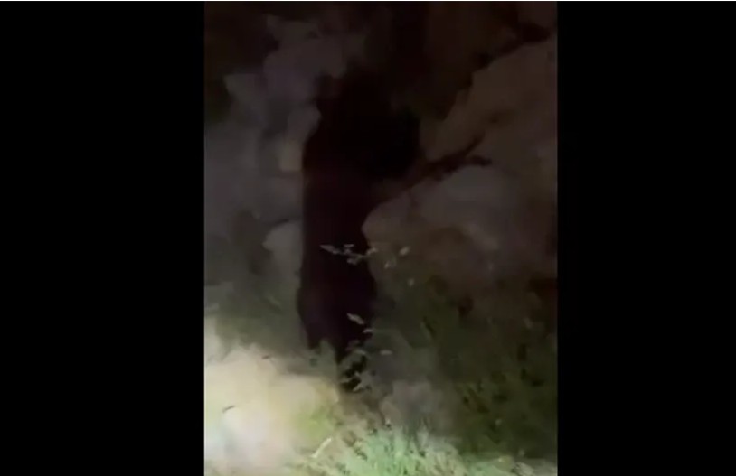 Nisu rijetka pojava: Medvjed opet prošetao hercegovačkim putevima VIDEO