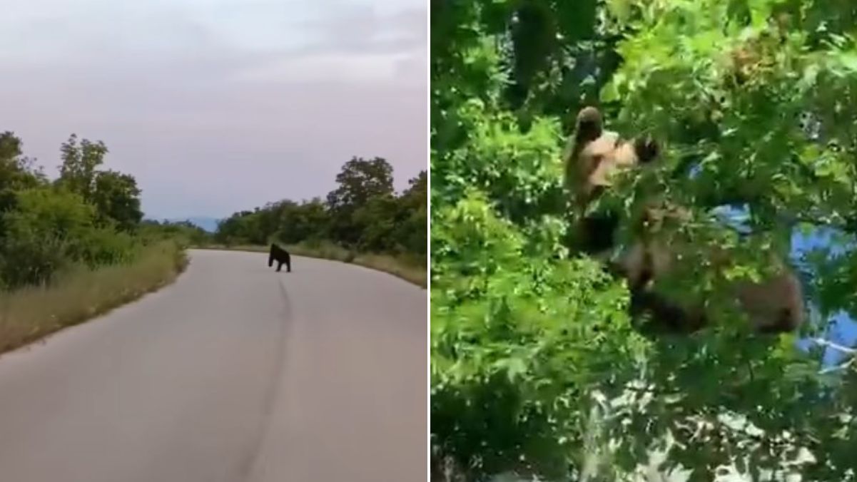 Medvjed ponovo viđen u Hercegovini: Građanima stiglo upozorenje VIDEO