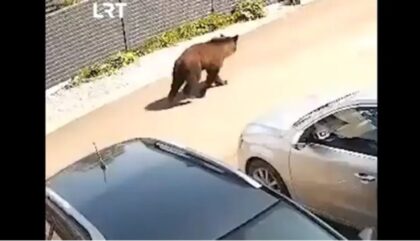 Ima li razloga za strah: Medvjed luta kroz naselje, lovci odbijaju naredbu za odstrel