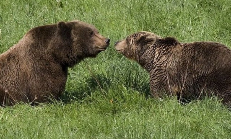 Kad si gladan – nisi svoj! Medvjedi pobjegli iz parka i za sat pojeli zalihe meda za cijelu nedjelju