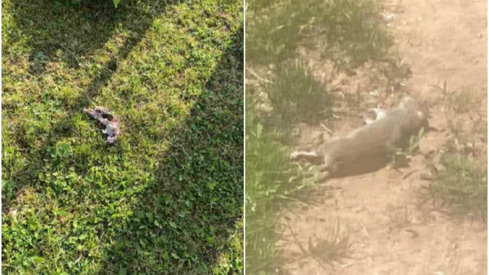 Građani Butmira ogorčeni: “Svakodnevno smo izloženi najezdi pacova, možemo li spasiti trudnicu i troje djece”