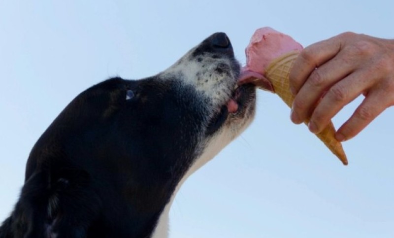 Ljeto i želja za osvježenjem: Deset ljetnjih poslastica koje možete podijeliti sa vašim psom
