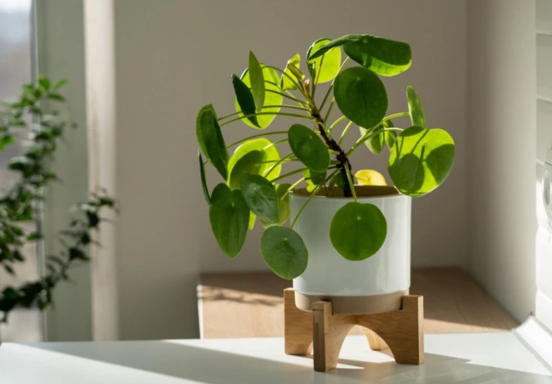 Ova biljka je pravi magnet za novac: Tako moćna, a jednostavna za održavanje