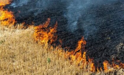 Požar izazvan ljudskim nemarom: Komšinica bacila ćik, planulo polje pšenice