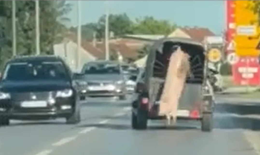 Hit scena na putu: Prase ispalo iz prikolice VIDEO