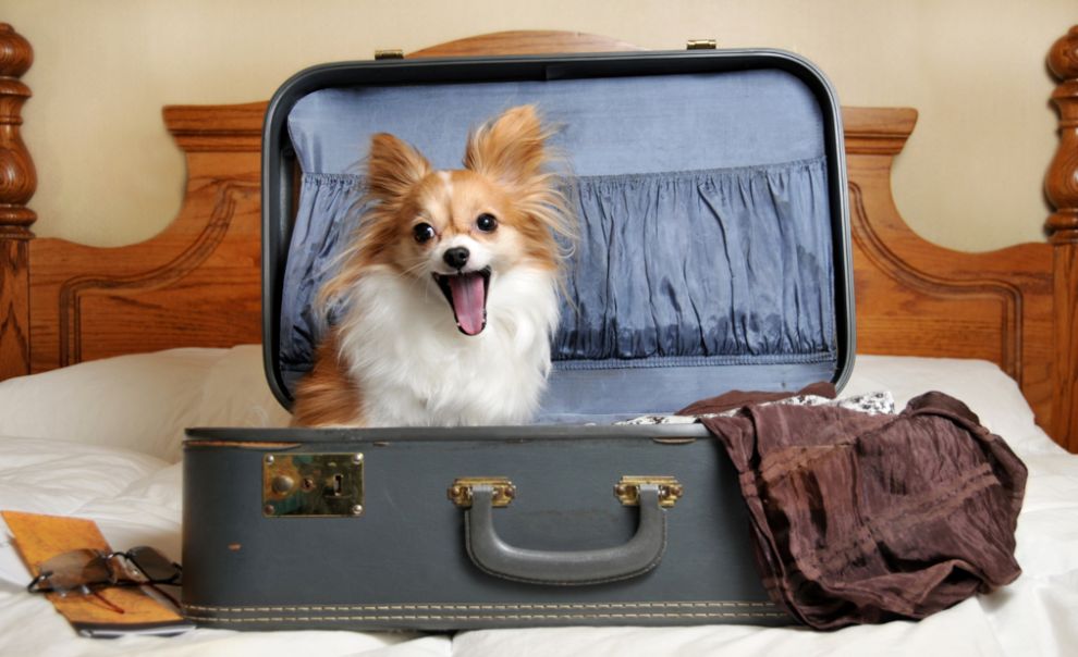 Idealan ljubimac za svaki horoskopski znak: Evo koji pas odgovara vašoj ličnosti