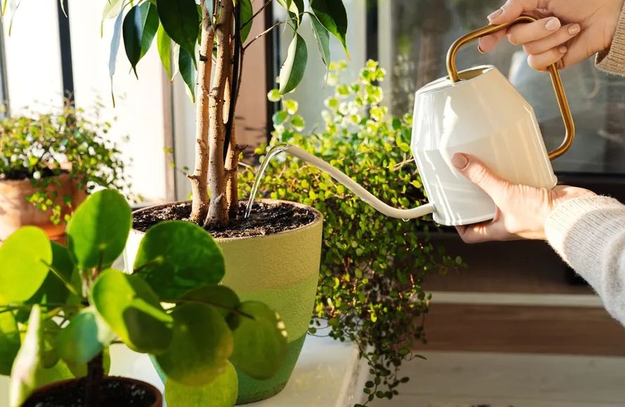 Vrelina i jeste: Pet sobnih biljaka koje rashlađuju i osvježavaju kuću tokom ljeta