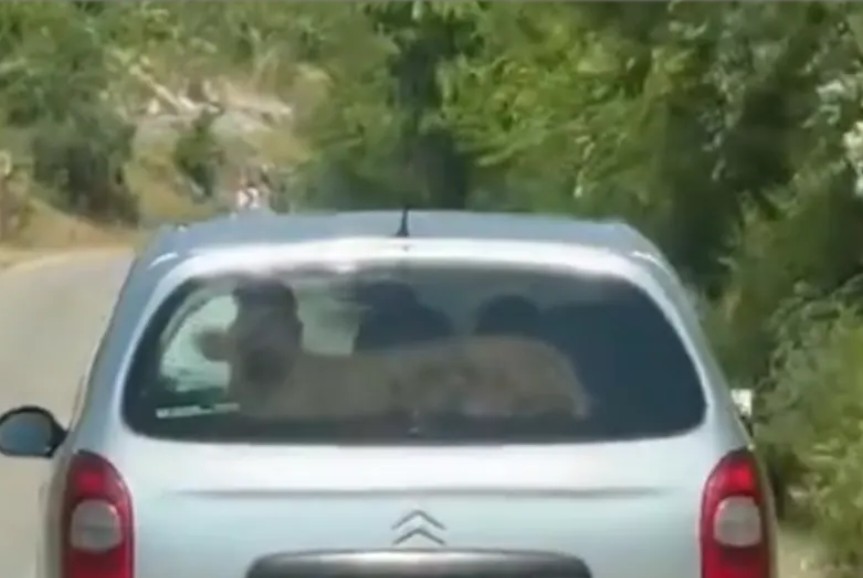 Nesvakidašnji prizor u Hercegovini: Tele u automobilu VIDEO