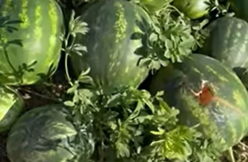 Vrane “obrale” dva hektara lubenice: Sava pokušao i sa razvlačenjem konaca po njivi