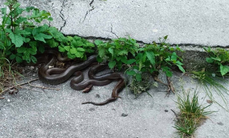 Prizor od kojeg se diže kosa na glavi! Građane uznemirilo leglo zmija ispred zgrade
