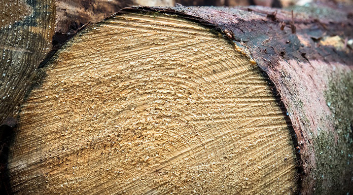 Dvije osobe prijavljene za šumsku krađu: Posjekli oko 14 metara kubnih