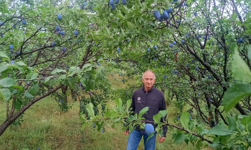 Svi kukaju da šljiva nema: Kod njega rodila kao nikad do sad