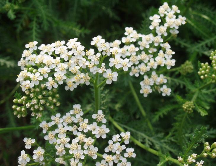 Biljka kojom je i sam Ahil vidao rane: Raste na svakom koraku, a čisti cijeli organizam