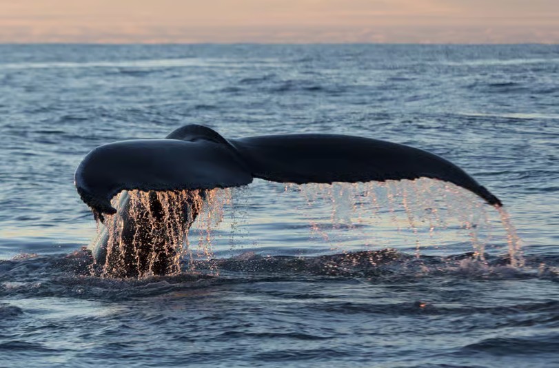Ugodan prizor: Kit ponovo snimljen u Hrvatskoj