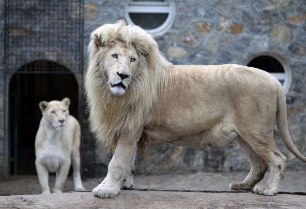 Krvava drama u zoološkom vrtu: Lav neobjašnjivo skočio i ugrizao ženu za ruku