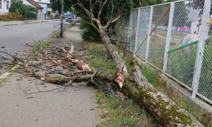 Za dlaku izbjegnuta teža nesreća: Srušilo se drvo u Banjaluci, zakačilo ženu