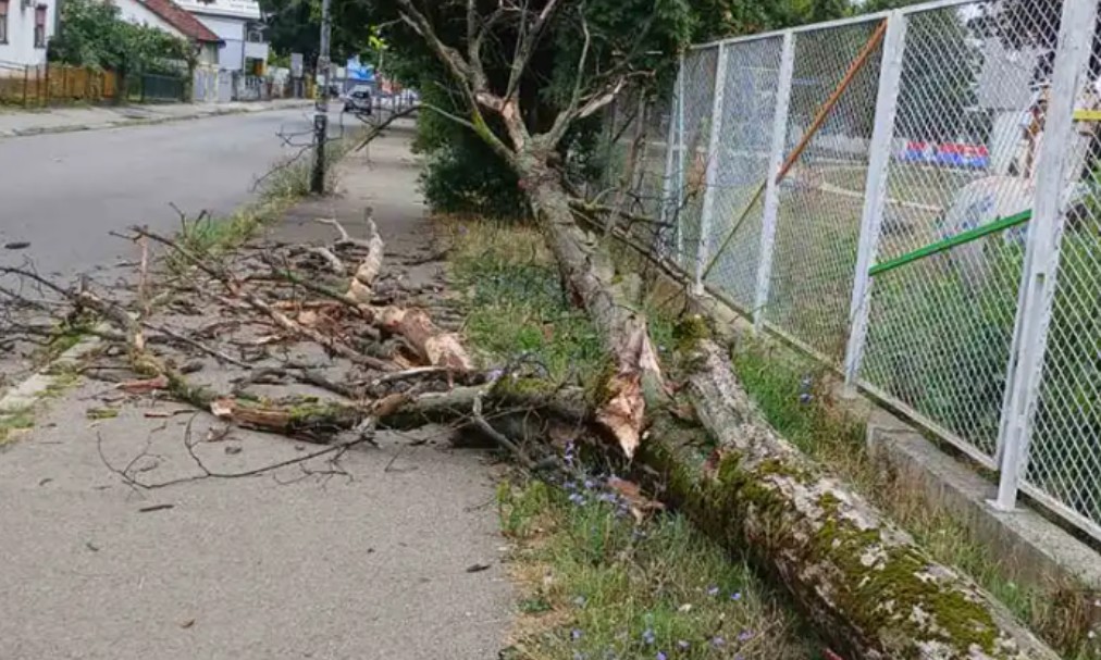 Za dlaku izbjegnuta teža nesreća: Srušilo se drvo u Banjaluci, zakačilo ženu