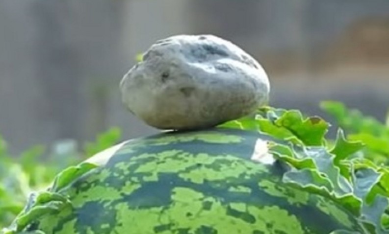 Ovaj trik vrijedi suvog zlata: Otkriveno zašto ljudi stavljaju kamen na lubenicu