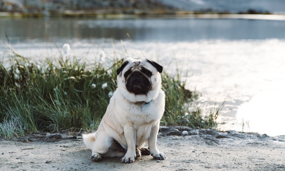 Ne tjerajte ih u vodu: Ovo su rase pasa koje ne mogu da plivaju