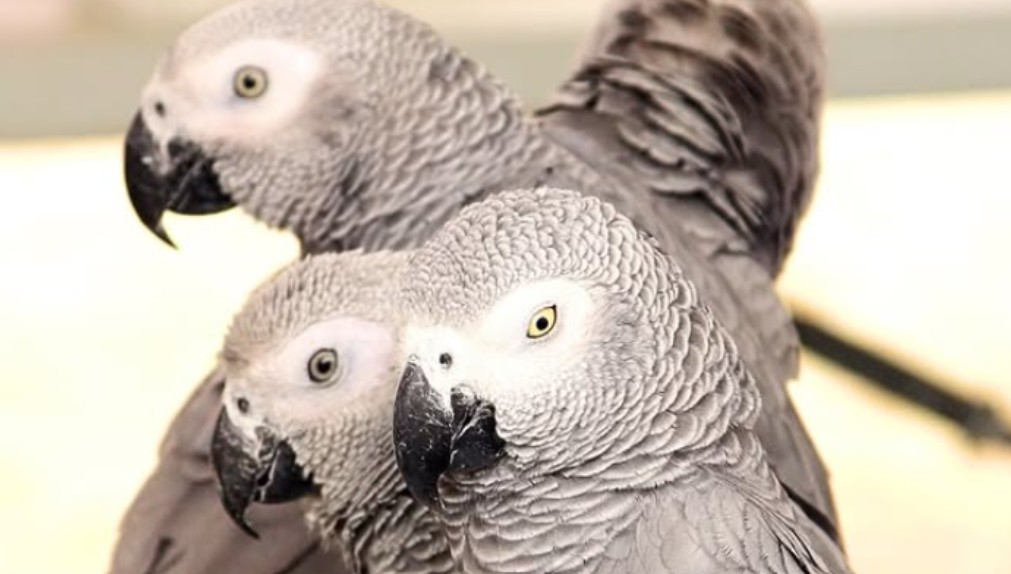 Papagaji napravili skandal u parku: Vrijeđali i psovali posjetioce