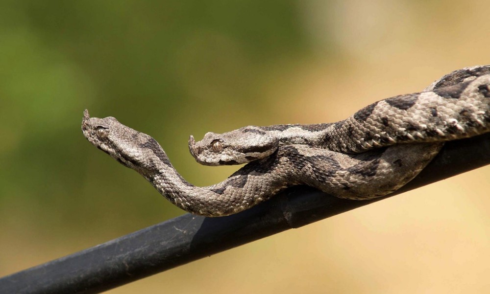 Veliki broj poskoka u Hrvatskoj: Otrovnica ujela još 2 mladića, dječaku počeli otkazivati organi