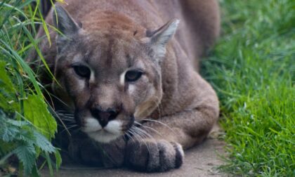 Šetnja se pretvorila u pakao: Otac uspio da spasi dijete koje je napala puma