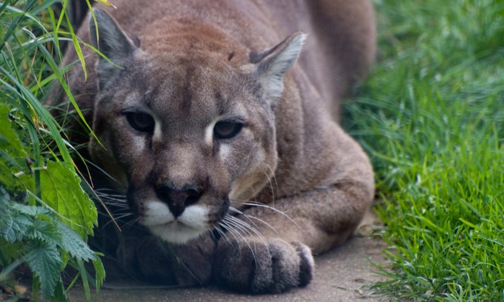 Šetnja se pretvorila u pakao: Otac uspio da spasi dijete koje je napala puma