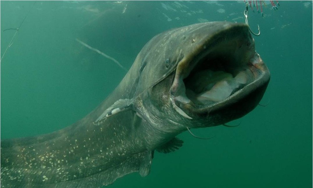 Novi napad soma u jezeru: Muškarac ugrizen tokom plivanja