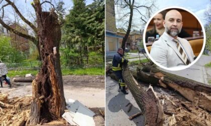 Iz banjalučkog SNSD-a upozoravaju: Do jeseni izvršiti pregled stabala u Gradu