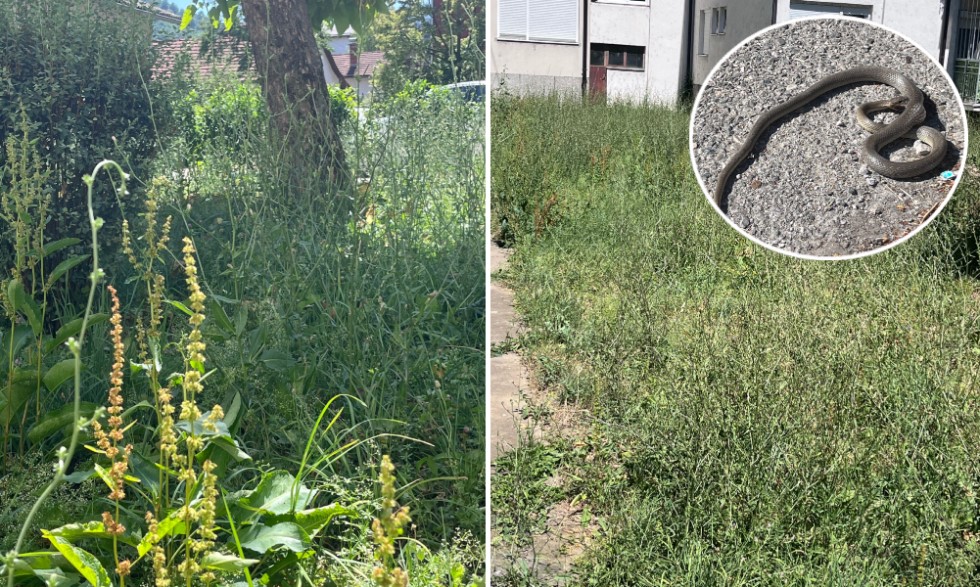 Kao pokošeno, a legu se zmije! Mještani Starčevice ljuti na Grad: Zar da naše naselje izgleda ovako FOTO
