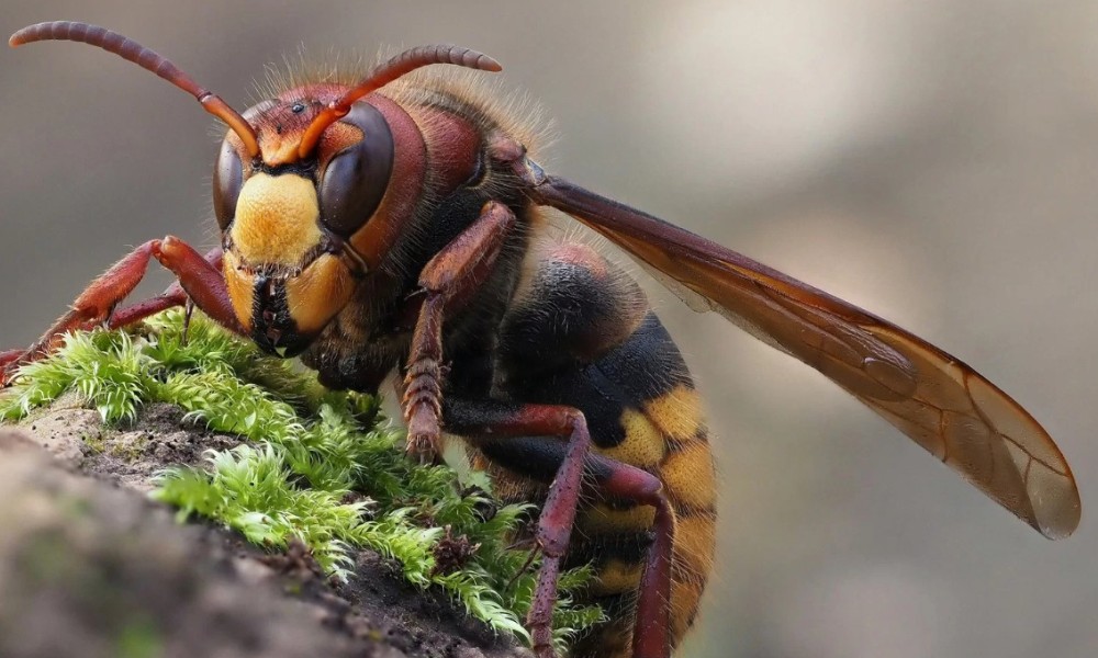 Strah i trepet za stršljene: Na ovaj način ih se riješite zauvijek bez rizika