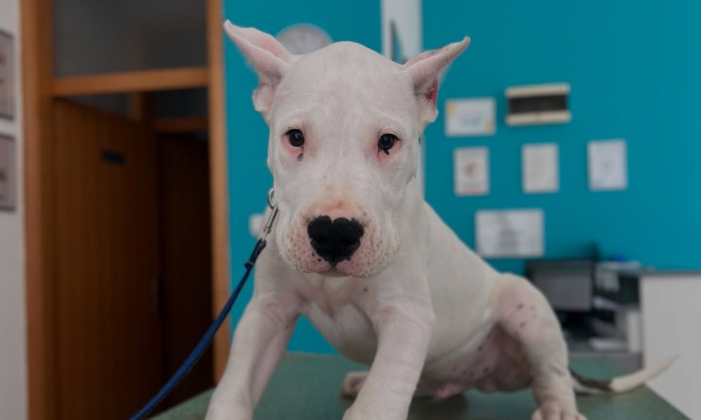 Uginulo 20 štenadi: Veterinar u BiH optužen za nesavjesno liječenje pasa