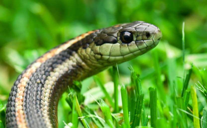Primjetili ste zmiju u dvorištu? Ove stvari uradite kako biste ih se riješili