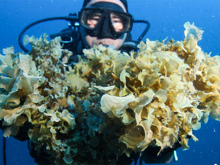 Uznemirujuća informacija: Jadranom se širi invazivna vrsta alge, ljudi pozvani na oprez