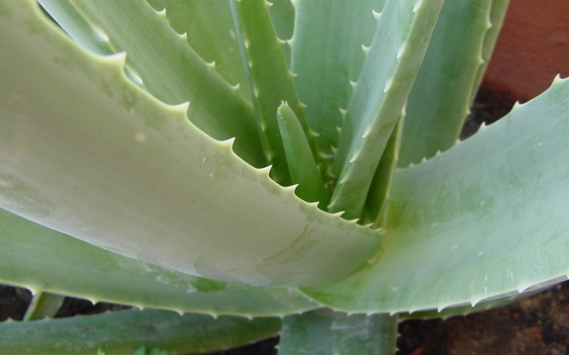 Pravo blago: Moćna biljka koja briše sve ožiljke, opekotine i strije, a koža se podmlađuje