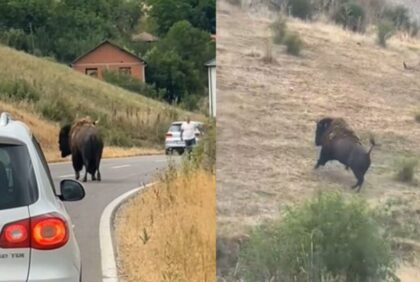 Nevjerovatno: Bizon na putu kod Prištine VIDEO