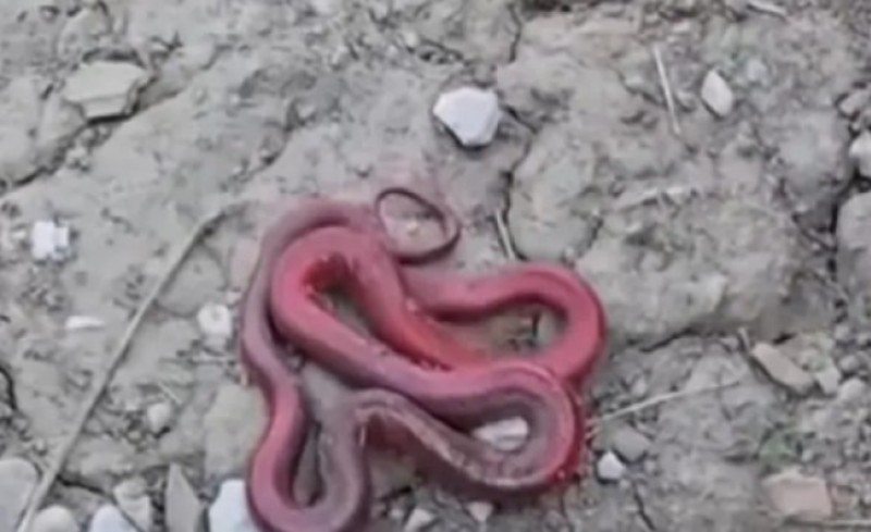 Crvena zmija zaprepastila: “Kopali smo temelj za kuću i odnekud se pojavila”