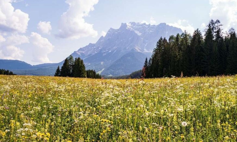 Liječi ginekološke ranice, miome i polipe: Na Petrovdan uberite ovu biljku i čuvajte je u kući