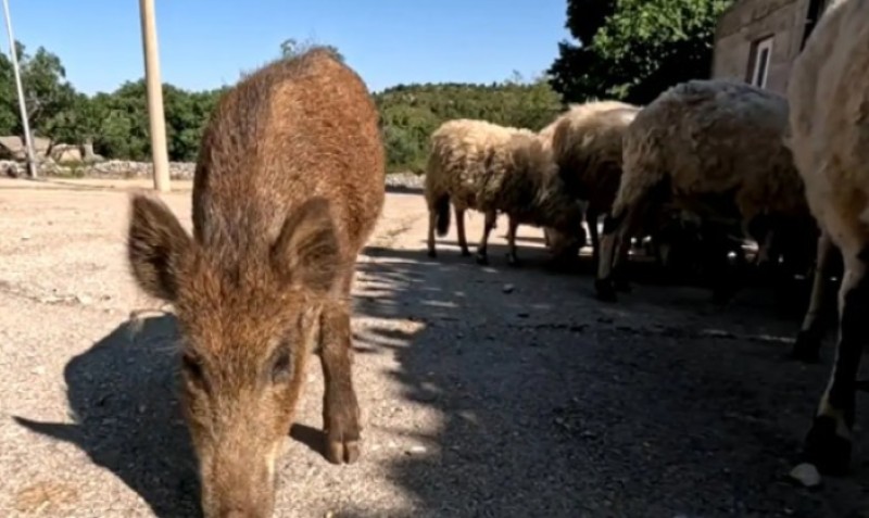Neobičan prizor! Divlja svinja čuva stado ovaca: “Čudo, to je za mene čudo”