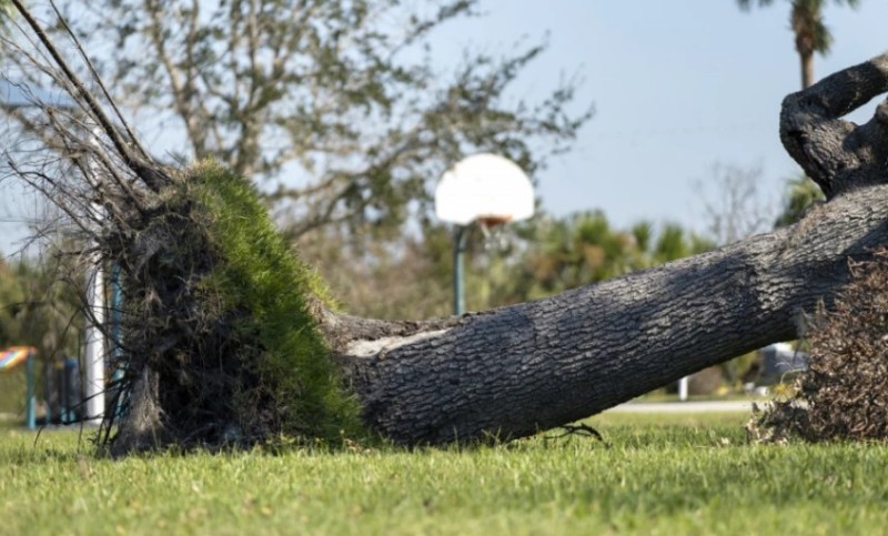 Strahota u parku! Drvo palo na grupu djece – djevojčica (7) stradala, njena sestra kritično