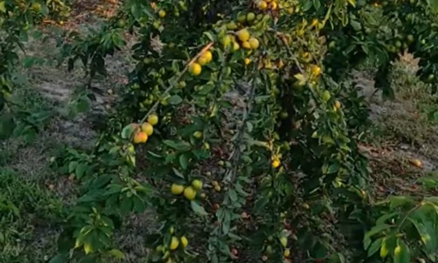 Kratka sezona – velika korist! Voće koje rijetko koristimo zovu “prirodnim flasterom za srce”