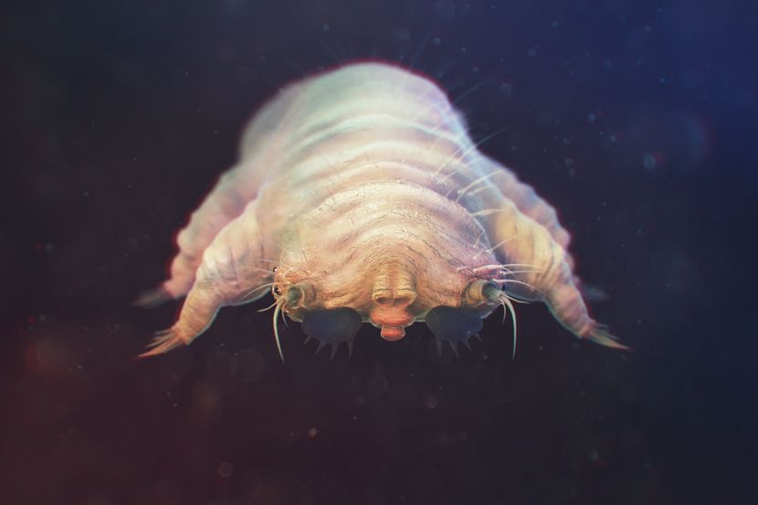 Dok spavate, ova jeziva stvorenja gmižu po vašem licu, a tek kad čujete šta sve rade!