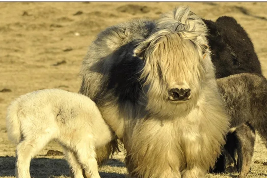 Naučnici uspješno klonirali jaka: Tele rođeno carskim rezom