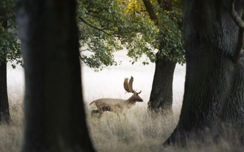 Uklonjen iz naseljenog prostora: Јelen lopatar uhvaćen na Palama smješten u uzgajalištu divljači u Zalužanima