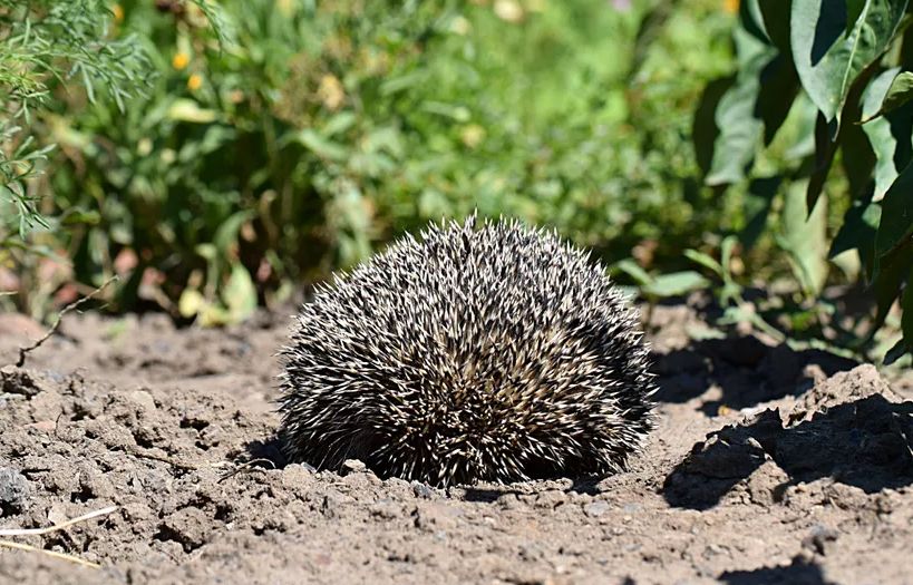 Žena pronašla povrijeđenog ježa: Veterinar se prenerazio kad je shvatio šta je donijela u kutiji FOTO