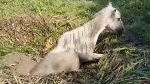 Drama: Stočani spasavali divlju kobilu iz kanala VIDEO