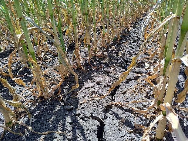 Suša uništila kukuruz: Neće biti dovoljno hrane za stoku