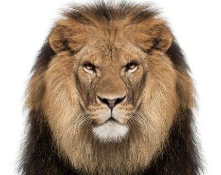 Neobična ponuda! Restoran u ovom dijelu svijeta nudi maženje lava uz popodnevni čaj